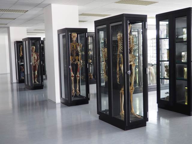 Anatomické muzeum LF MU